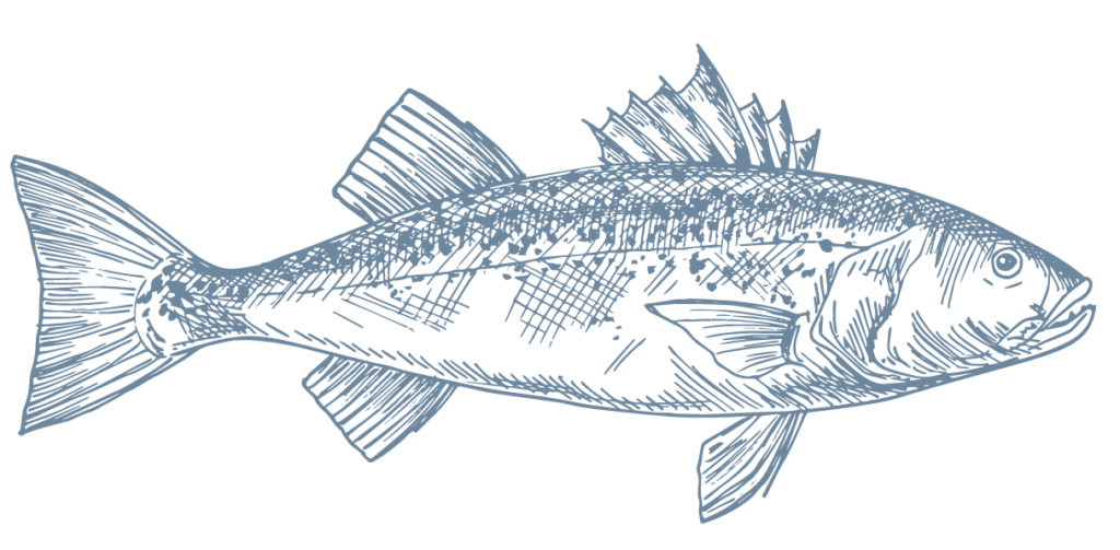 Sea Bass (Dicentrarchus Labrax) Dalga Seafood Ltd